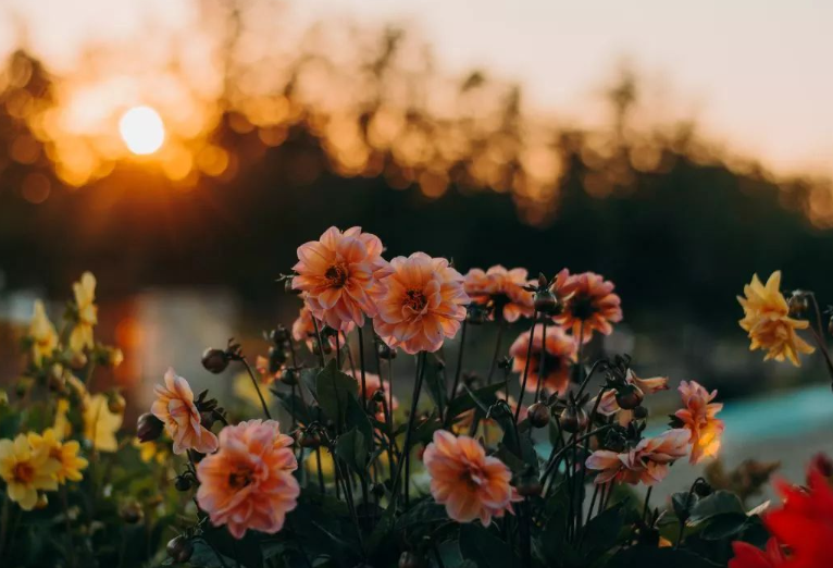 DAAO Cosmetic ®|The products are natural